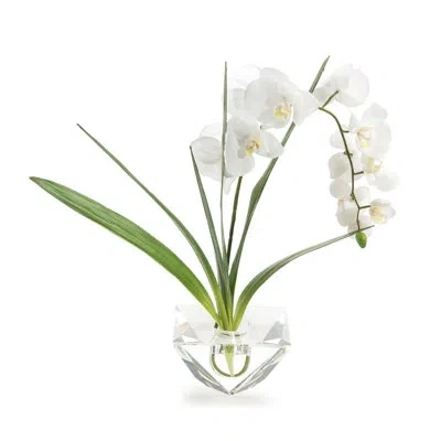 John-richard Flowering Plant In Pot