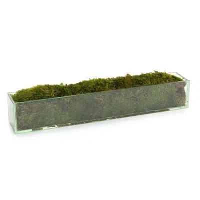 John-richard Moss Plant In Jar