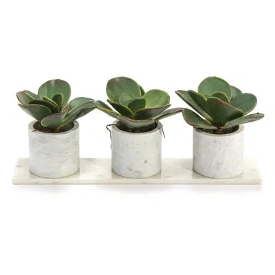 John-richard Succulent Plant In Pot
