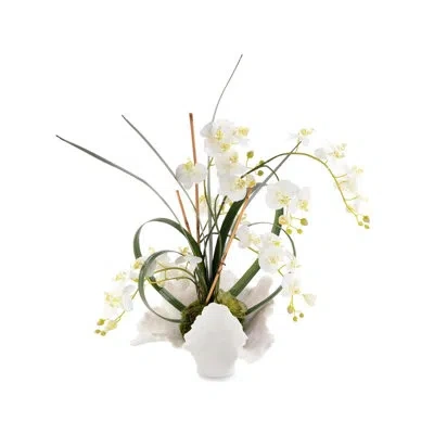John-richard White Phalaenopsis Orchids Arrangements In Vase