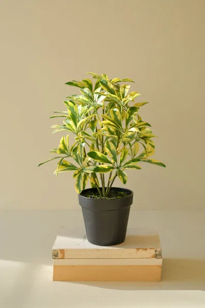 Kalalou Artificial Schefflera In Black Plastic Pot