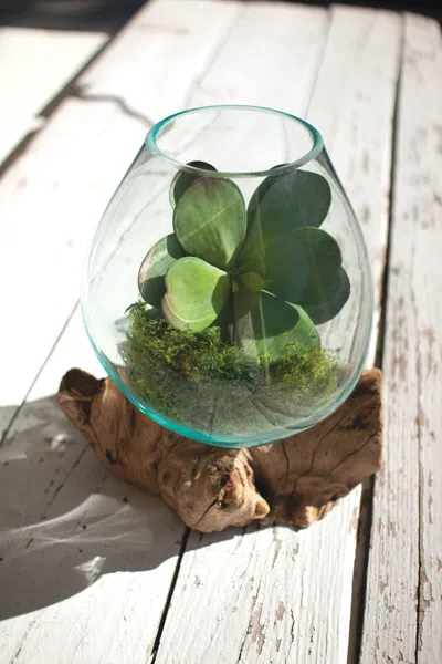 Kalalou Blown Glass Bowl On Driftwood Base - Large In Transparent