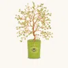 Karma And Luck Creative Spark Peridot August Birthday Tree