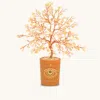 Karma And Luck Illuminated Path Citrine November Birthday Tree