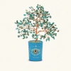 Karma And Luck Soulful Existence Turquoise December Birthday Tree In Turquoise