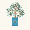 Karma And Luck Soulful Existence Turquoise December Birthday Tree