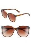 Kate Spade New York Alianna 56mm Rounded Cat Eye Sunglasses In Havana/brown