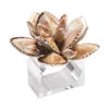 Kim Seybert Beachcomber Napkin Rings, Set Of 4 In Natural