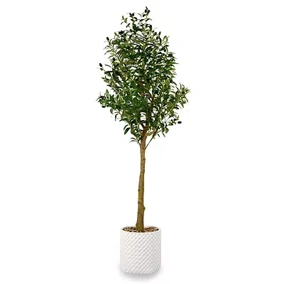 Kirkland's 5 Ft Olive Tree In White Pot