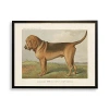 Kirkland's Bloodhound Bookplate Framed Art Print In Multi