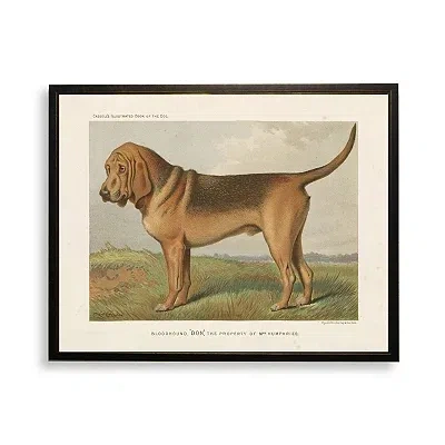 Kirkland's Bloodhound Bookplate Framed Art Print In Multi