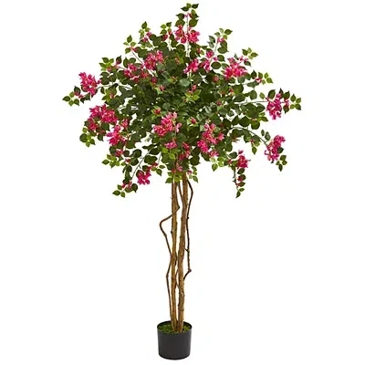 Kirkland's Bougainvillea Tree In Multi
