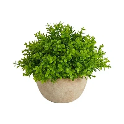 Kirkland's Boxwood Plant In Cement Bowl In Green