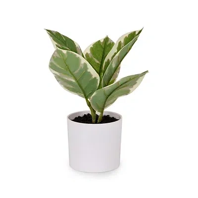 Kirkland's Ery Plant In White Pot In Green