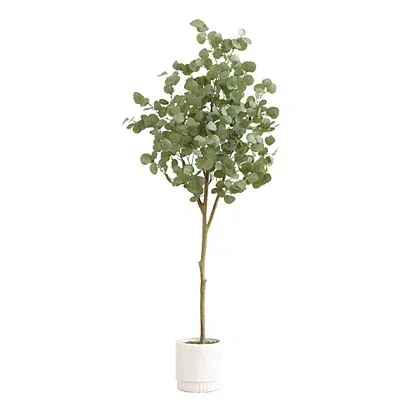 Kirkland's Eucalyptus Tree In White Planter