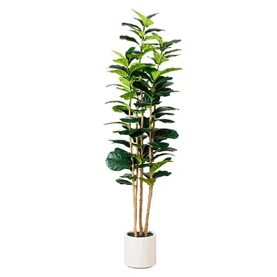 Kirkland's Fiddle Tree In White Planter In Multi