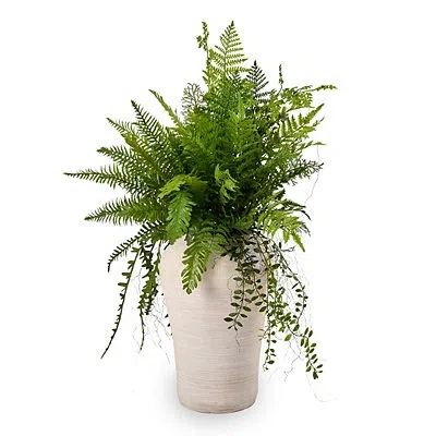 Kirkland's Greenery In Cement Pot Floor Plant In Multi