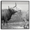 Kirkland's Highland Courting Framed Canvas Art Print In Gray