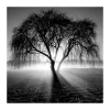 Kirkland's Lighting Tree Canvas Art Print In Black