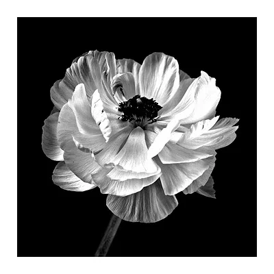 Kirkland's Noir Ranunculus Floral Giclee Canvas Art Print In Black