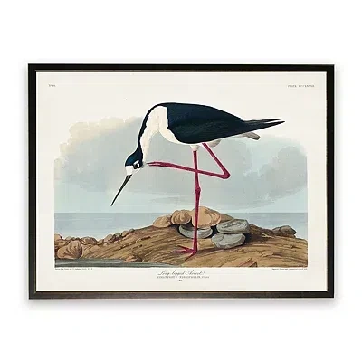 Kirkland's Vintage Long Legged Avocet Framed Art Print In Multi