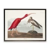 Kirkland's Vintage Waterbird Pair Bookplate Framed Art Print In Multi