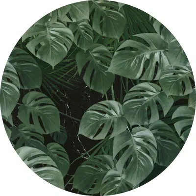 Komar Novel Monstera Non-woven Dot Wall Decal In Green