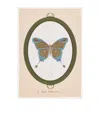 Konstantinos Chalaris Curious Collector Butterfly Print