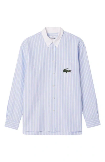 Lacoste Stripe Relaxed Fit Pinpoint Button-down Shirt In Panorama/ Blanc