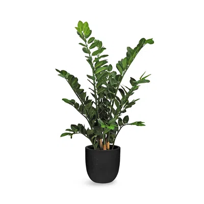 Le Present Zamioculcas Faux Plant Arrangement In Green