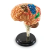 Learning Resources Model Brain Anatomy