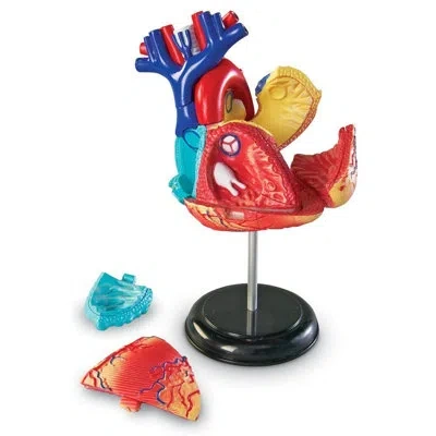 Learning Resources Model Heart Anatomy