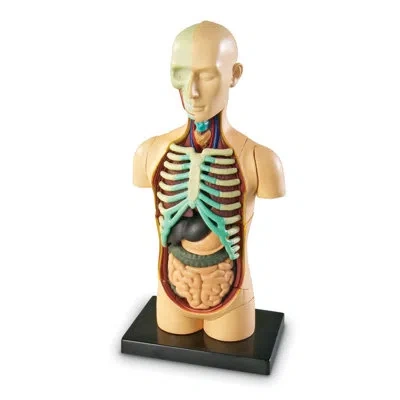 Learning Resources Model Human Body Anatomy