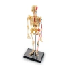 Learning Resources Model Skeleton In Multi