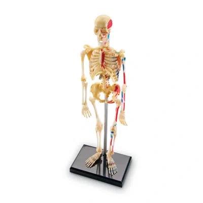 Learning Resources Model Skeleton In Multi