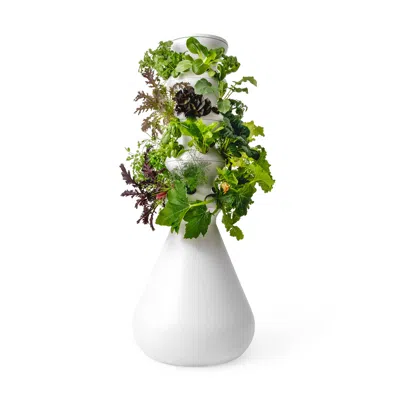 Lettuce Grow The Farmstand