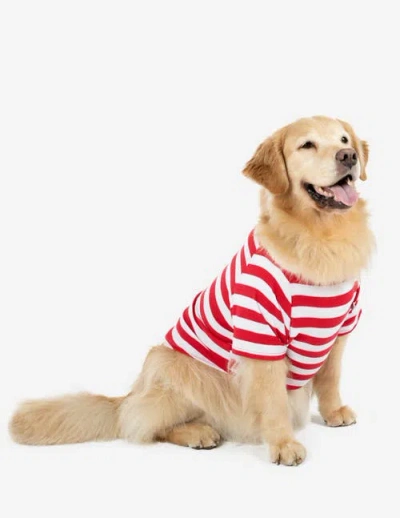 Leveret Dog Cotton Matching Family Holiday Pajamas In Red