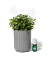Lifelines Boxwood Plant Diffuser In Ribbed Gray