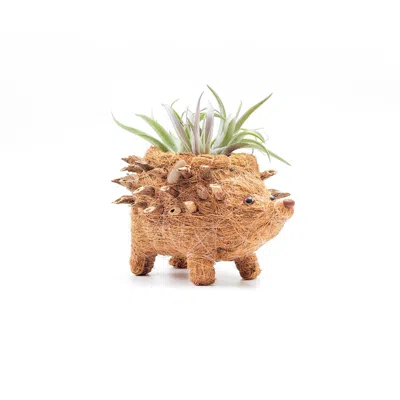 Likha Brown Coco Coir Animal Planter Baby Hedgehog