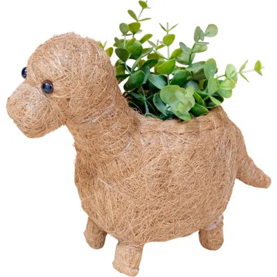 Likha Dinosaur Coco Coir Planters In Brown