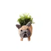 Likha French Bulldog Planter - Coco Coir Pots Likhâ In Brown/gray