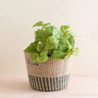 Likha Grey Tapered Basket In Gray