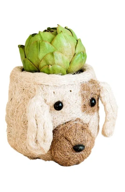 Likha Mini Dog Succulent Planter In Brown