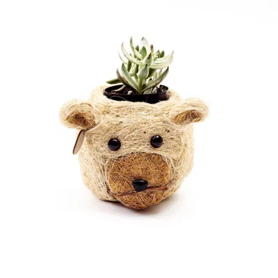 Likha Neutrals Coco Coir Mini Pot Bear