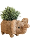 Likha Safari Animal Coco Coir Planters In Brown