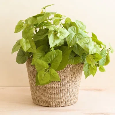 Likha Scallop Basket In Cream
