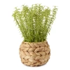 Linden Street 10" Potted Water Hyacinth Artificial Plant In Green