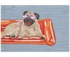 Liora Manne Frontporch Pool Party Pug 1'8"x2'6" Area Rug In Blue