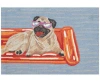 Liora Manne Frontporch Pool Party Pug Rug Collection In Blue