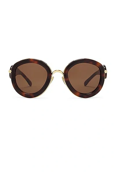 Loewe Round Sunglasses In Dark Havana & Brown
